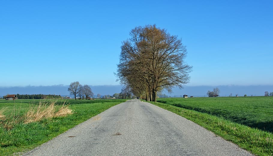 road, away, trees, avenue, nature, wide, distant, spring, landscape HD wallpaper