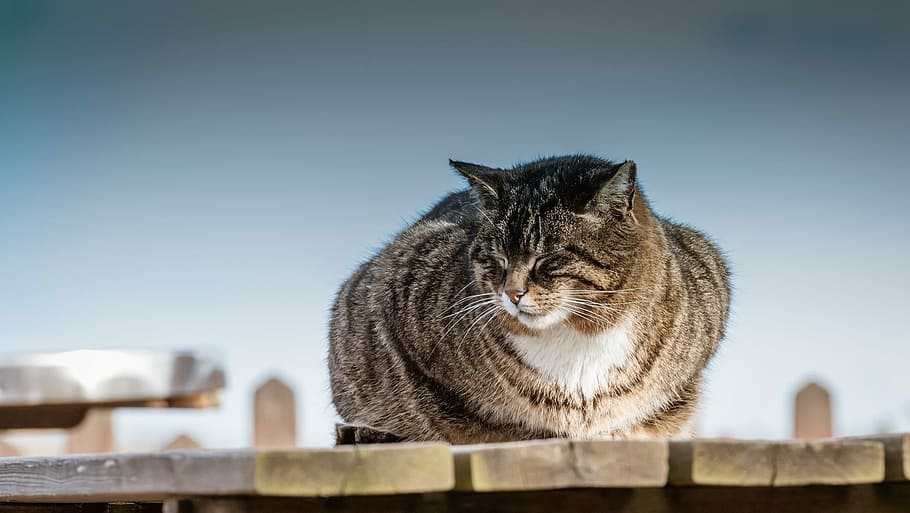 expensive, cat, natural, cute, fur, in the zone, sleep, casual HD wallpaper