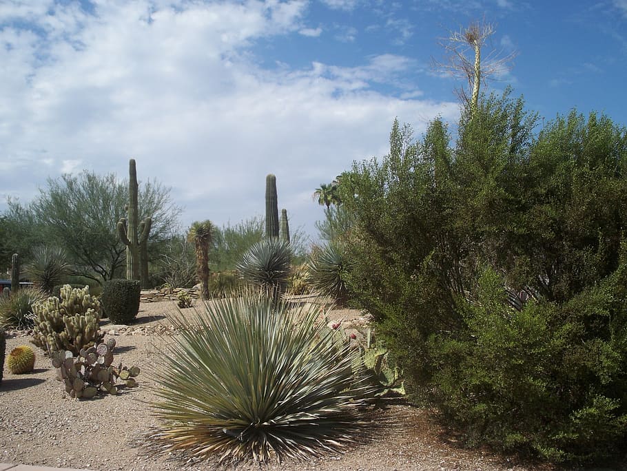 desert, cactus, sand, scrubs, cacti, plant, nature, arizona HD wallpaper