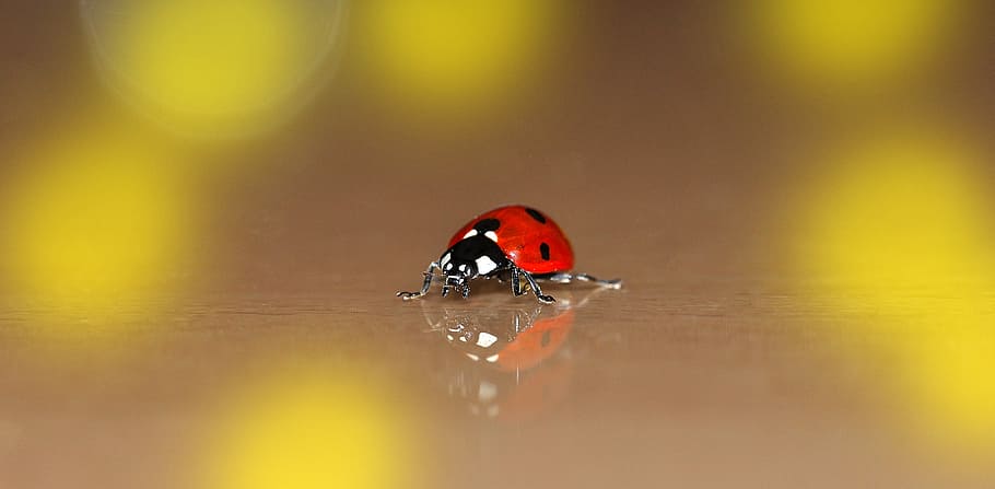 close up photo of ladybug, lucky charm, beetle, small, tiny HD wallpaper