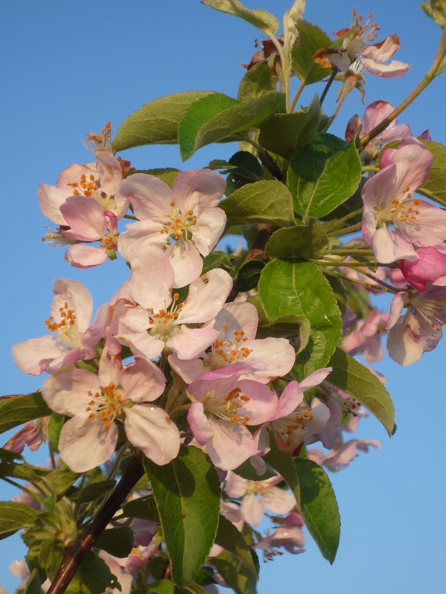 apple blossom, spring, tree, flower, flowering plant, fragility HD wallpaper