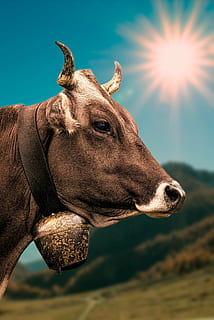 photography brown water buffalo during daytime, cow, bell, alpine HD wallpaper