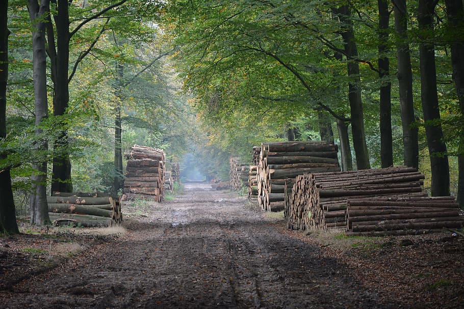 Autumn, Forest, Nature, Trees, Avenue, veluwe, garderen, tracks HD wallpaper