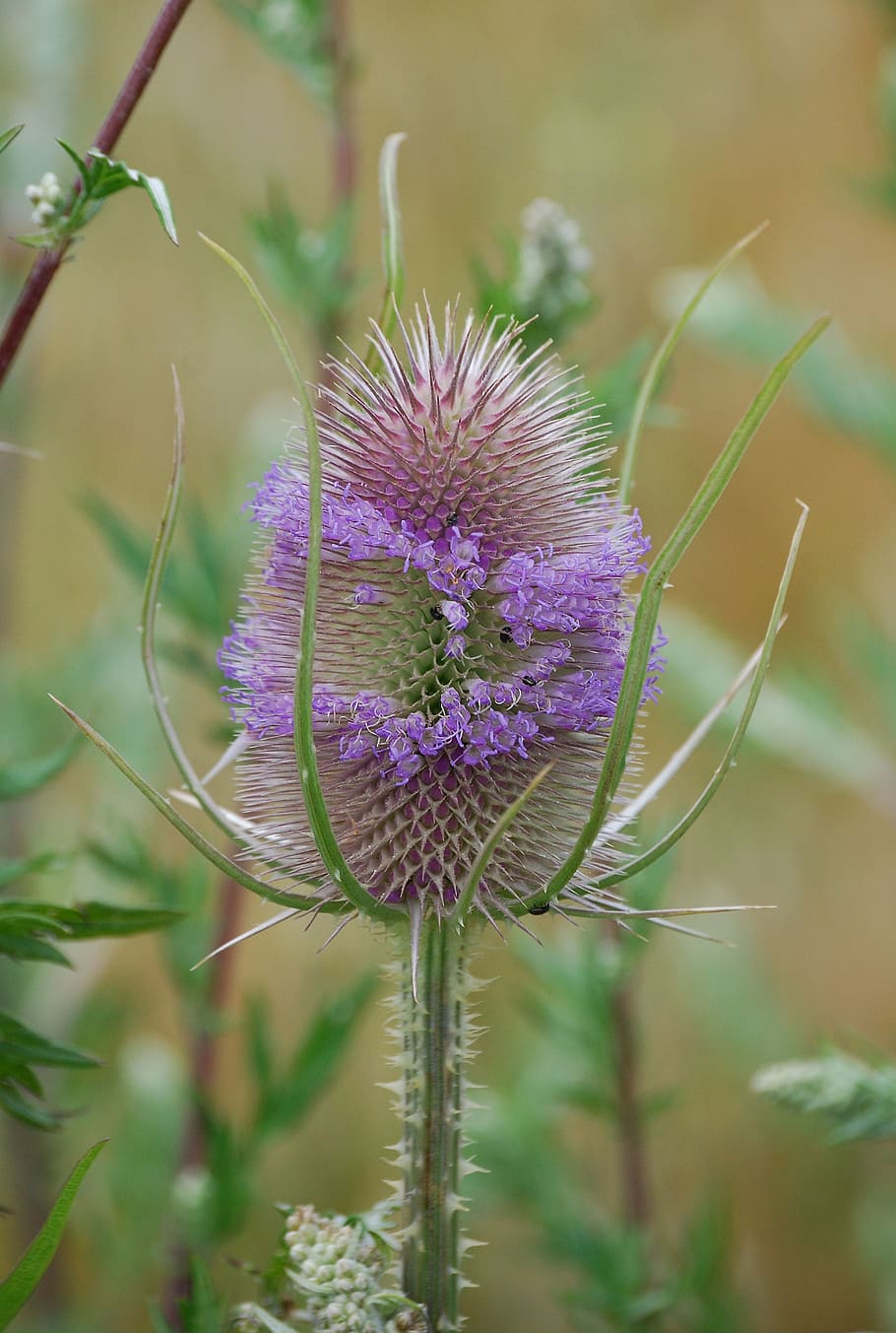 teazel, dipsacus, seed, prickly, spiky, sharp, closeup, countryside HD wallpaper