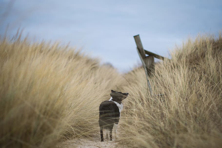tilt shift lens photo of black dog, black and white animal on grass HD wallpaper