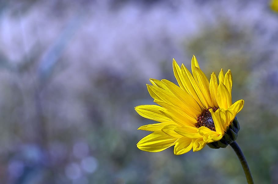 yellow flower in selective focus photography, macro, nature HD wallpaper