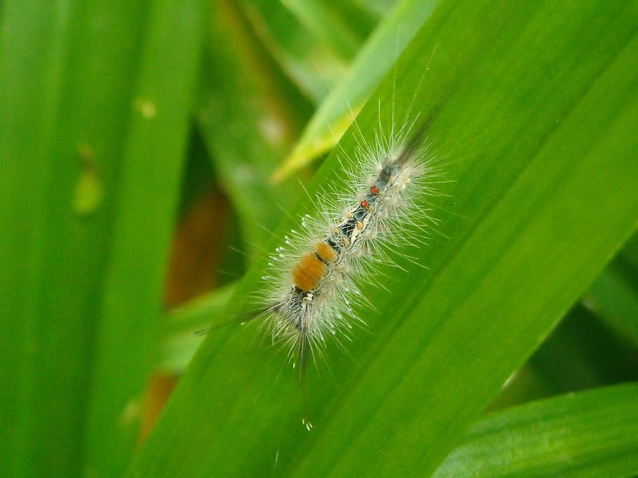 caterpillar, feather, hump, leaf, pandan, green, invertebrate