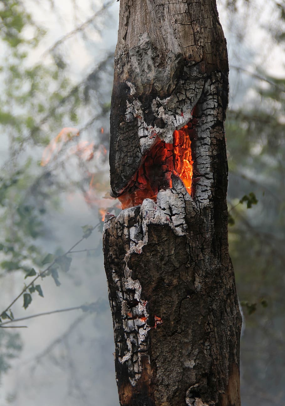 fire, burning, burning for conservation, high stump, ash, smoke HD wallpaper