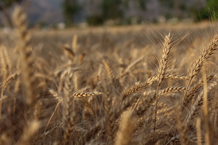 wheat, crop, cereal, straw, gold, cereal plant, agriculture HD wallpaper