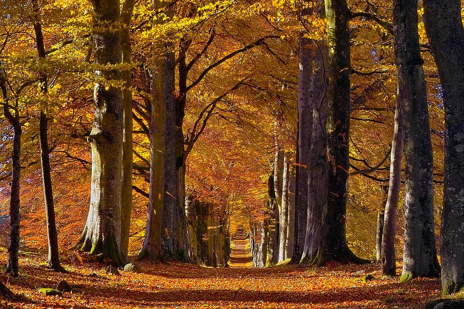 yellow leafed trees during daytime, yellow and green leafed trees HD wallpaper