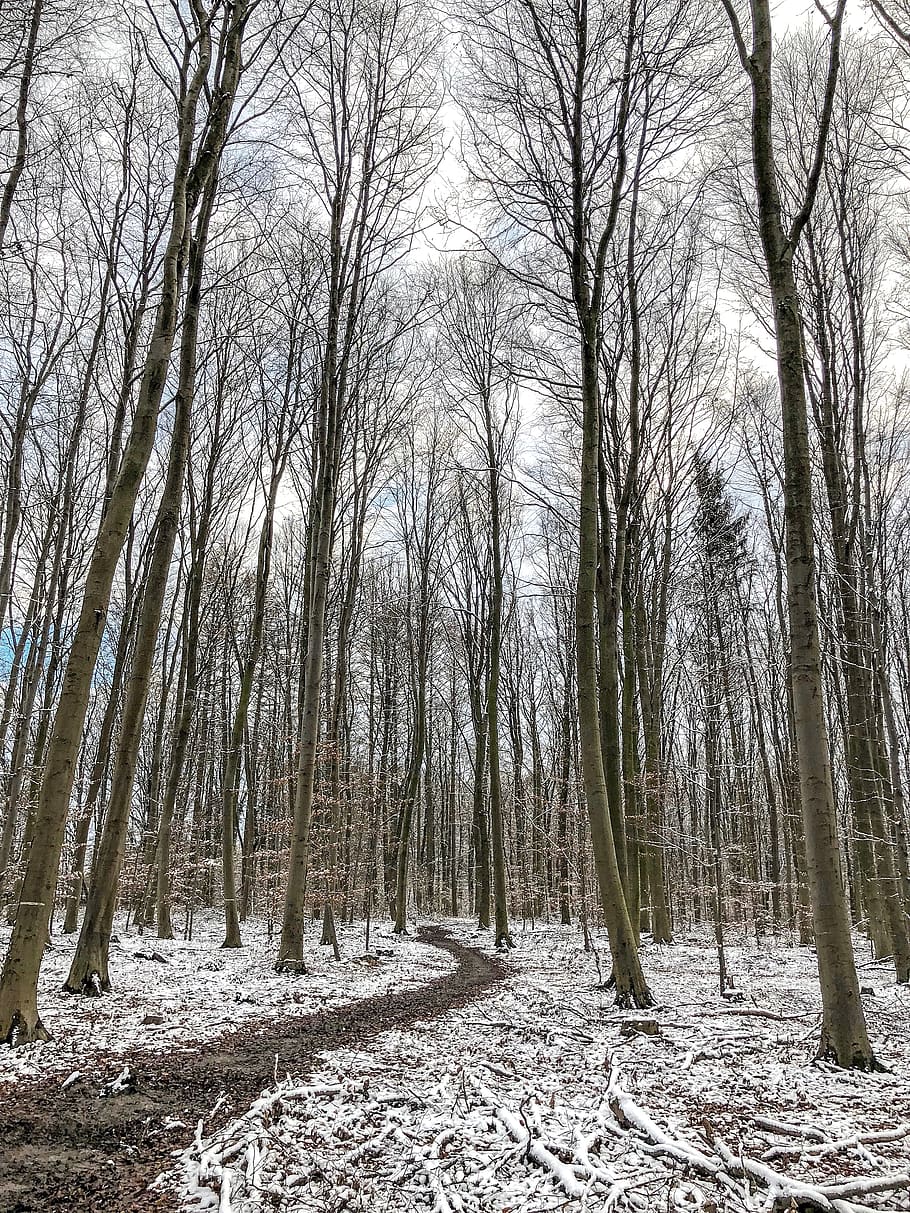tree, wood, forest, park, away, path, cold temperature, snow HD wallpaper