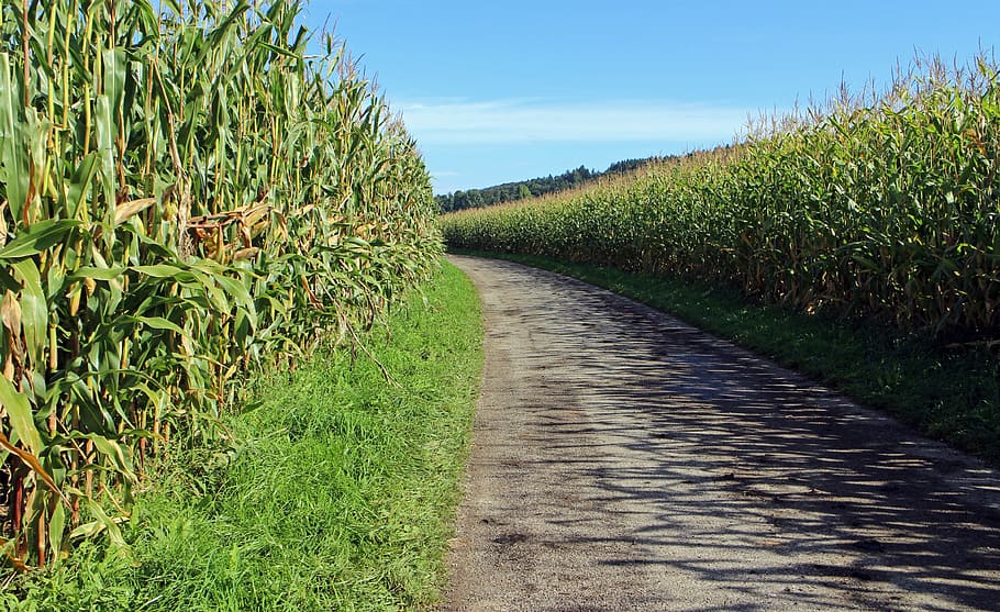 pathway in between cornfield, dirt track, away, road, lane, agriculture