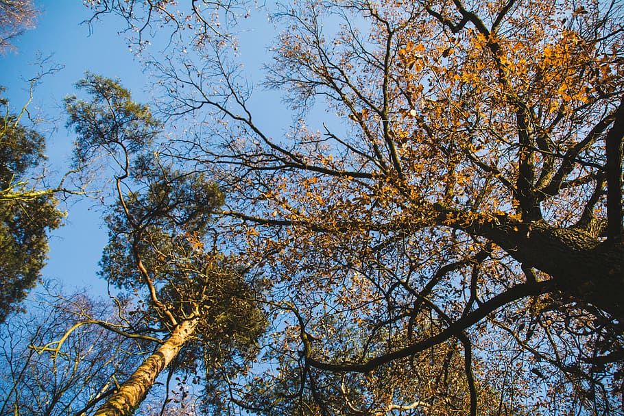autumn, blue, fall, forest, leaves, sky, sunny, tree, branch HD wallpaper