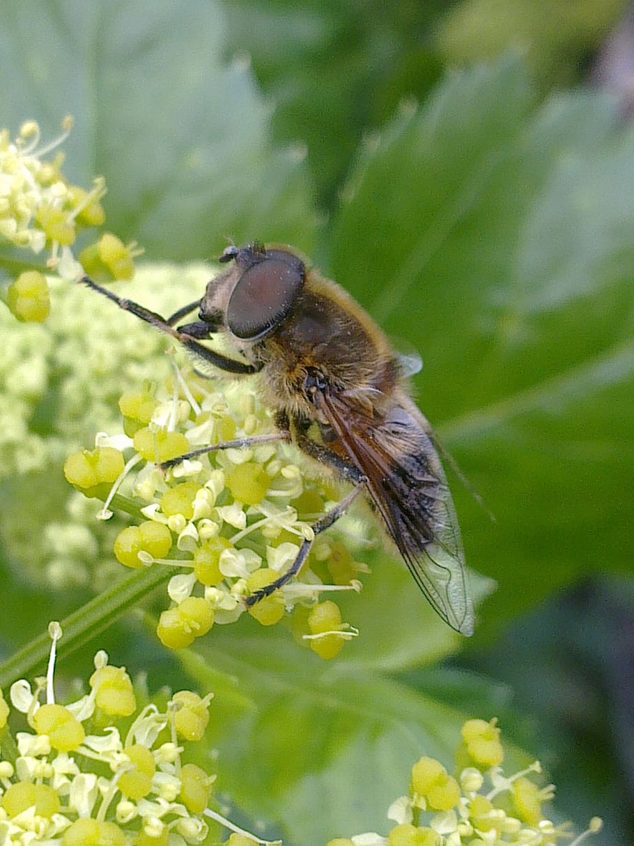 horsefly, insects, flower, one animal, flowering plant, animal themes HD wallpaper
