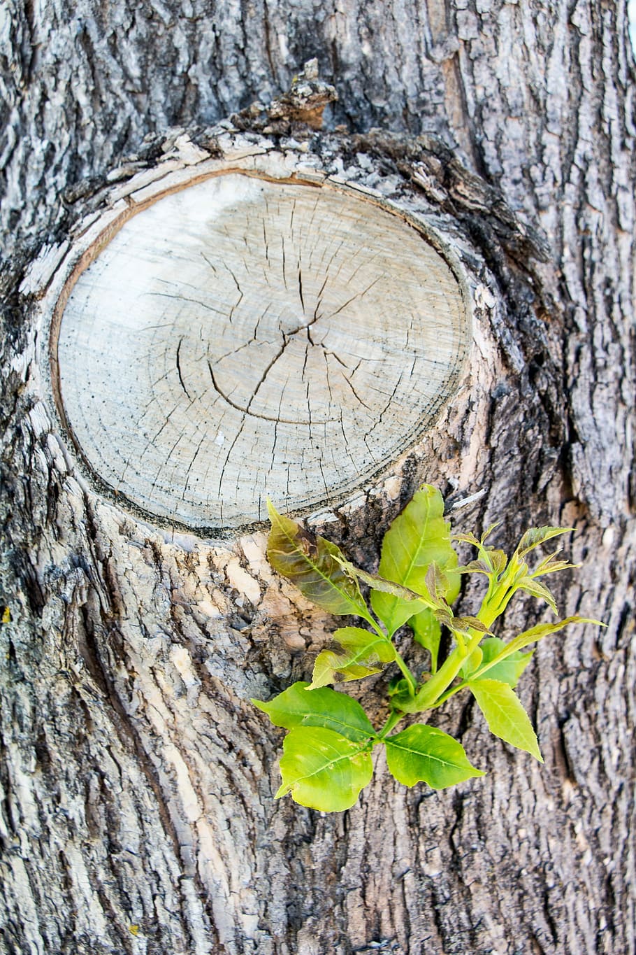 Knot, Twig, Cut, Bark, Wood, Natural, branch, nature, pattern HD wallpaper