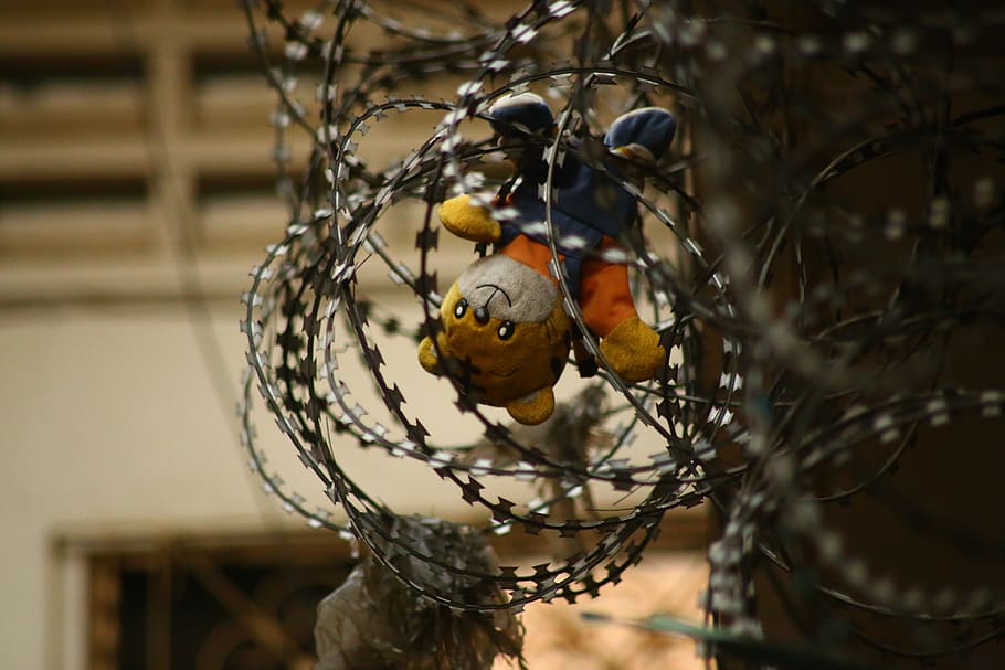 brown bear plush toy on barb wire, teddy, prison, teddy bear HD wallpaper
