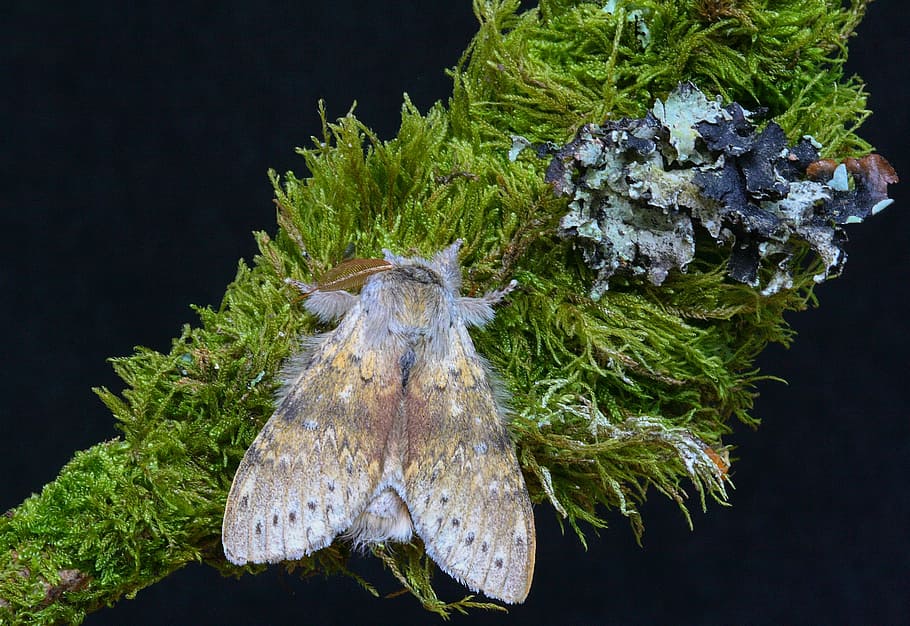 moth, lobster, nature, insect, wildlife, summer, small, fauna HD wallpaper