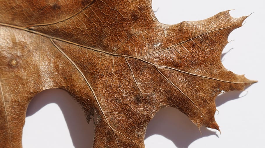 leaf closeup, brown leaf, fall, nature, leaves, texture, macro HD wallpaper
