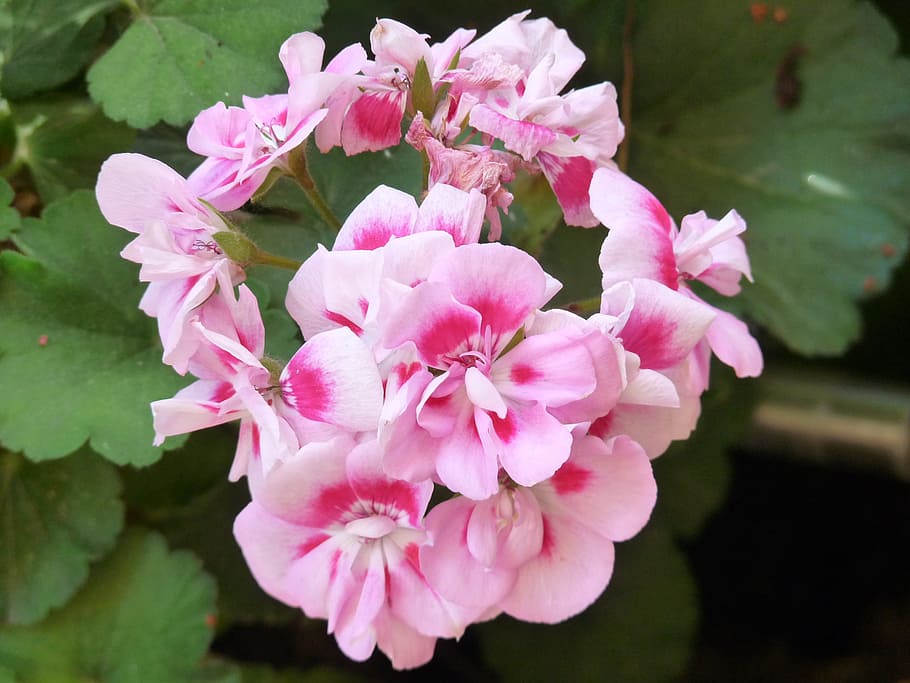 Flower, flowers, geraneo, pink color, plant, nature, petal HD wallpaper