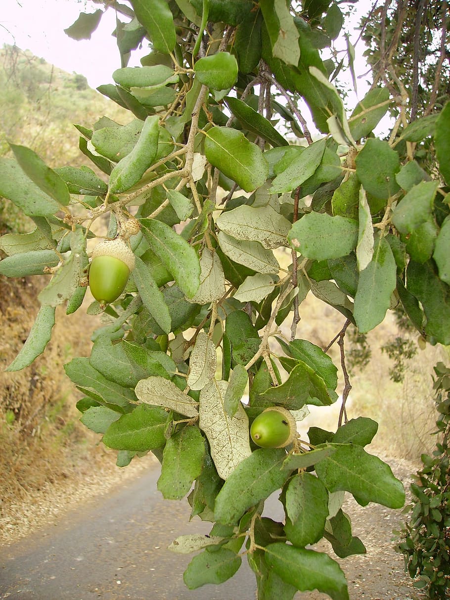 acorn, cork oak, tree, plant, mediterranean, growth, leaf, plant part HD wallpaper