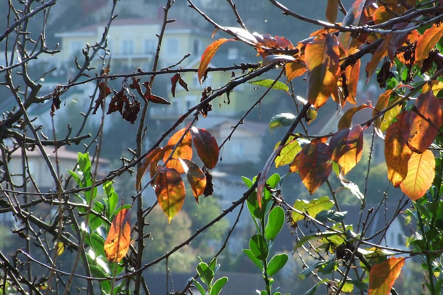Fall, Foliage, Leaves, Branches, Season, forest, yellow, autumnal HD wallpaper