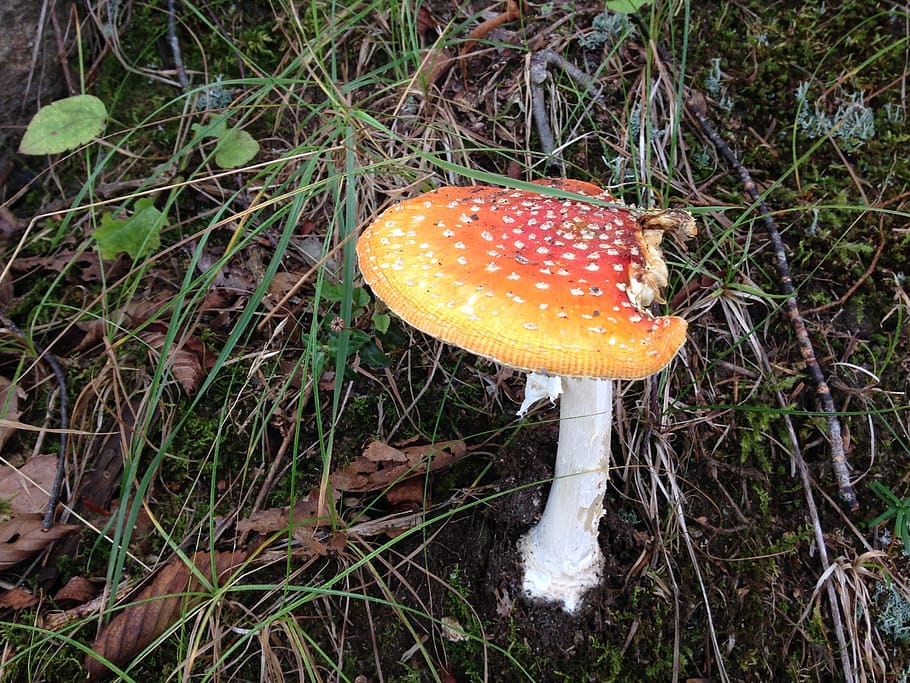 mushroom, fly agaric, hallucinogen, fungus, vegetable, growth HD wallpaper