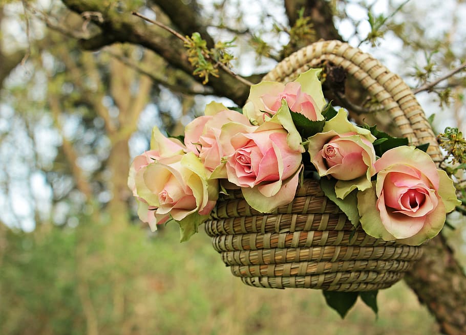 pink flowers in brown wicker basket on tree branch, roses, noble roses