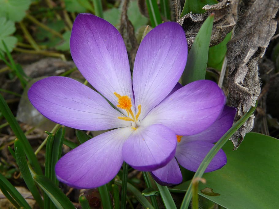 Flower, Crocus, Violet, Color, purple, nature, fragility, petal HD wallpaper