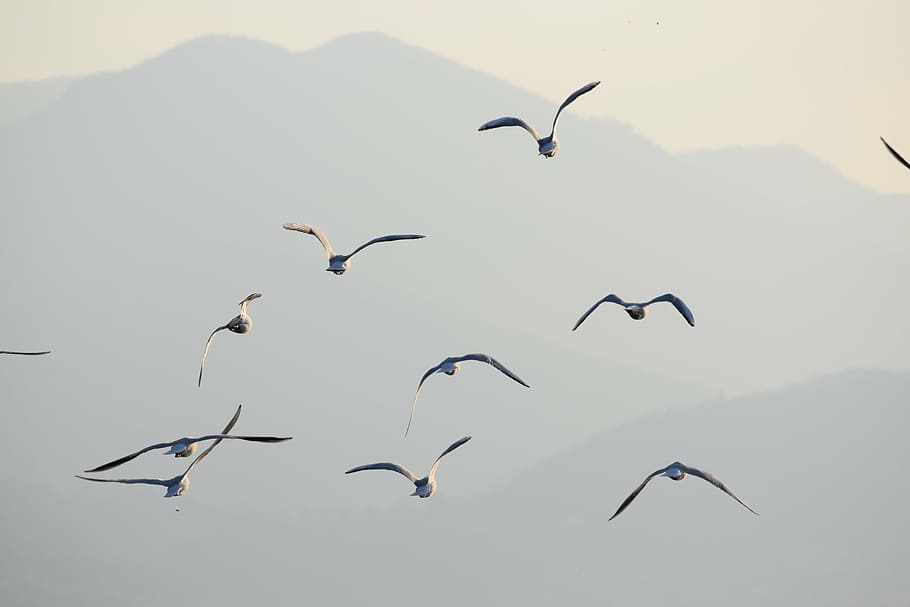 seagulls, birds, flight, animals, nature, mountain, flying HD wallpaper