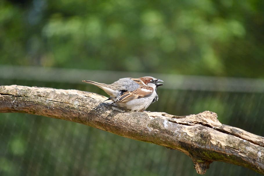 bird, petit, cerza, animal themes, animal wildlife, animals in the wild HD wallpaper