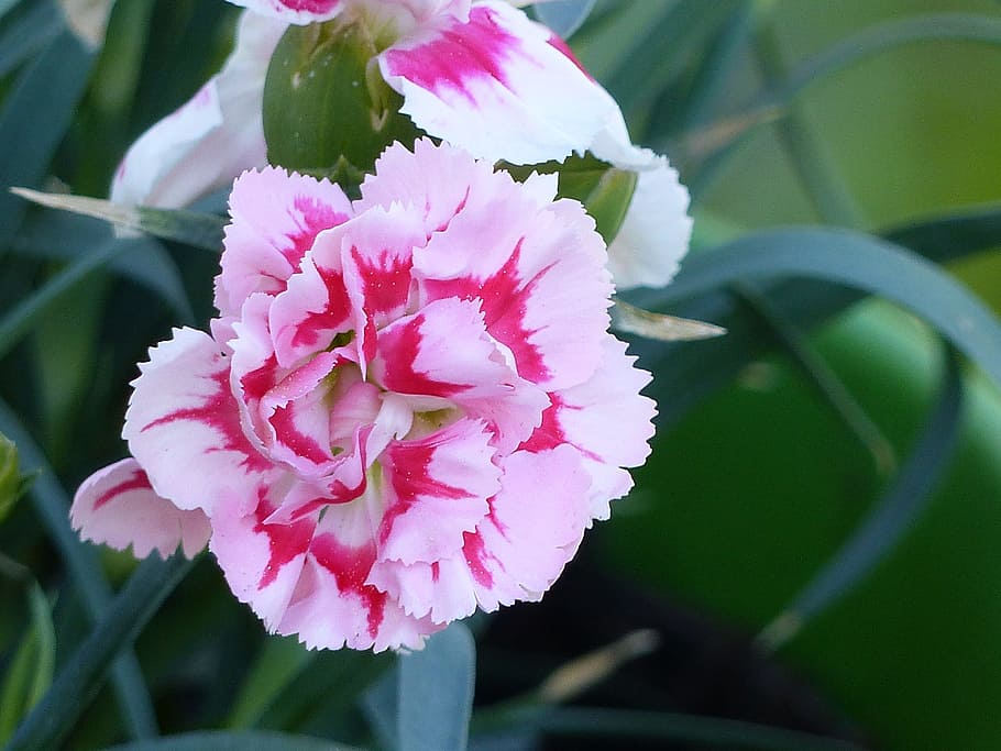 carnation, flower, spring, pink, leaf, colors, flowering plant HD wallpaper