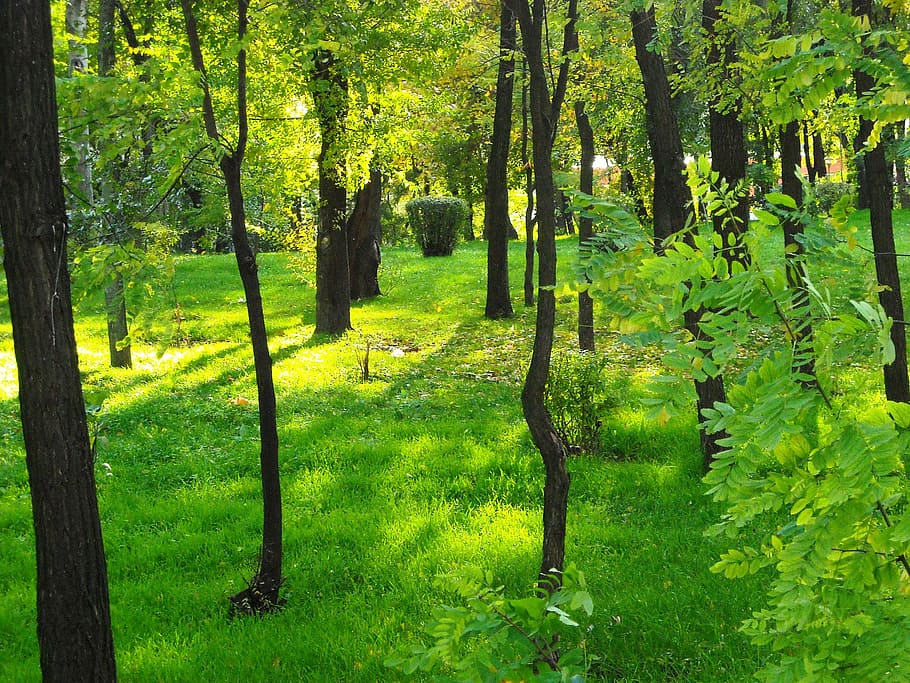 nature, green, forest, plant, tree, green color, land, growth HD wallpaper