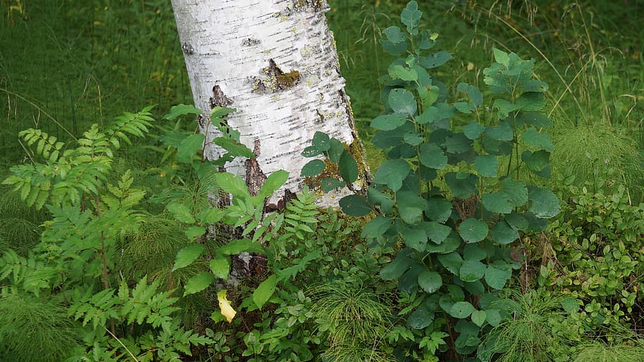 forest floor, diversity, vegetation, green color, growth, plant HD wallpaper