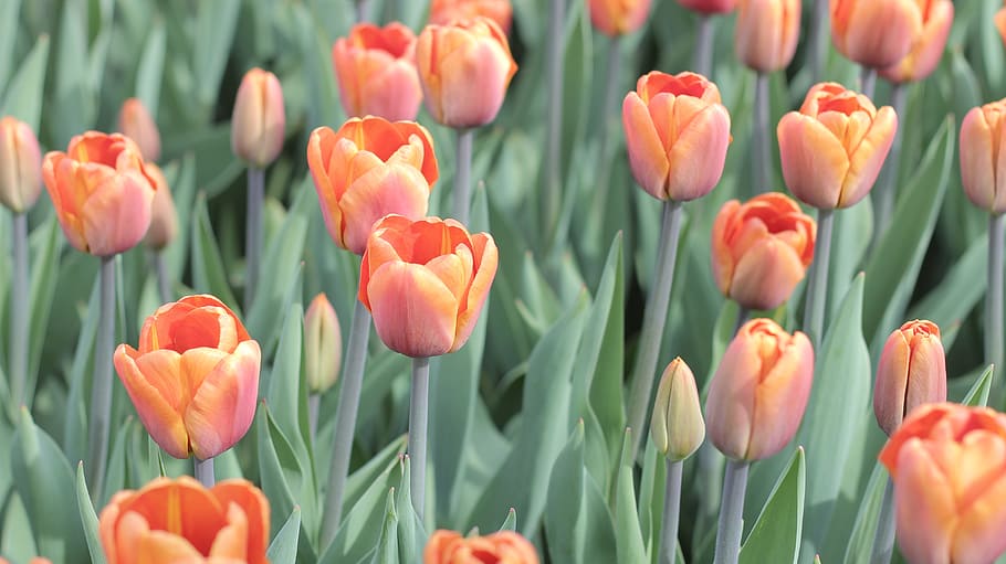 tulips, orange, field, spring, flower, flowering plant, beauty in nature HD wallpaper