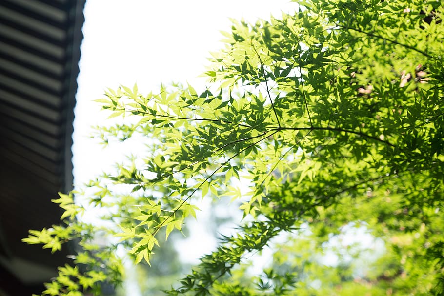 plant, green, eaves, architecture, nature, no people, built structure HD wallpaper