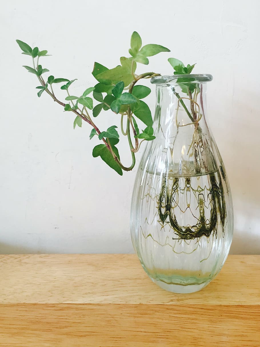 green leafed plant in vase, nature, plants, abstract, wipes HD wallpaper
