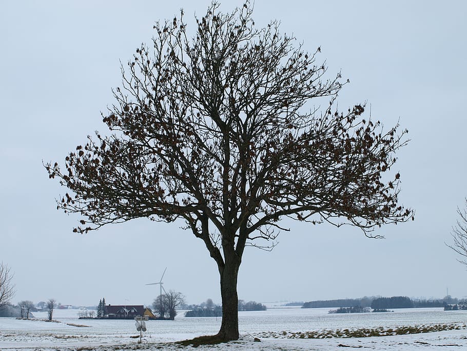 Big Tree, Winter, Snow, Outdoor, december, holiday, white, blue sky HD wallpaper