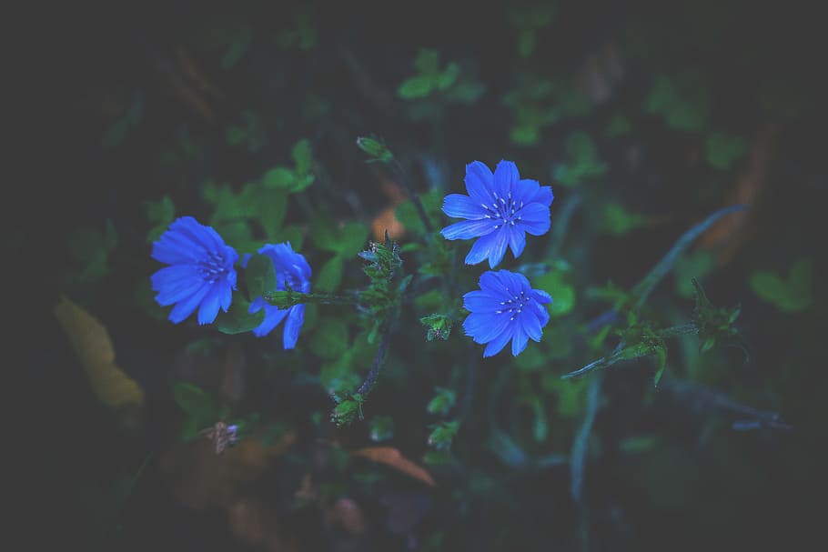 nature, flowers, blue, petals, bloom, blooming, blossom, blur HD wallpaper
