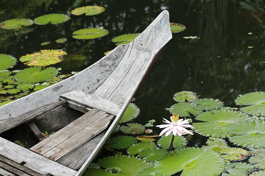 nymphaea alba, pond, lotus, nature, wood - Material, summer HD wallpaper