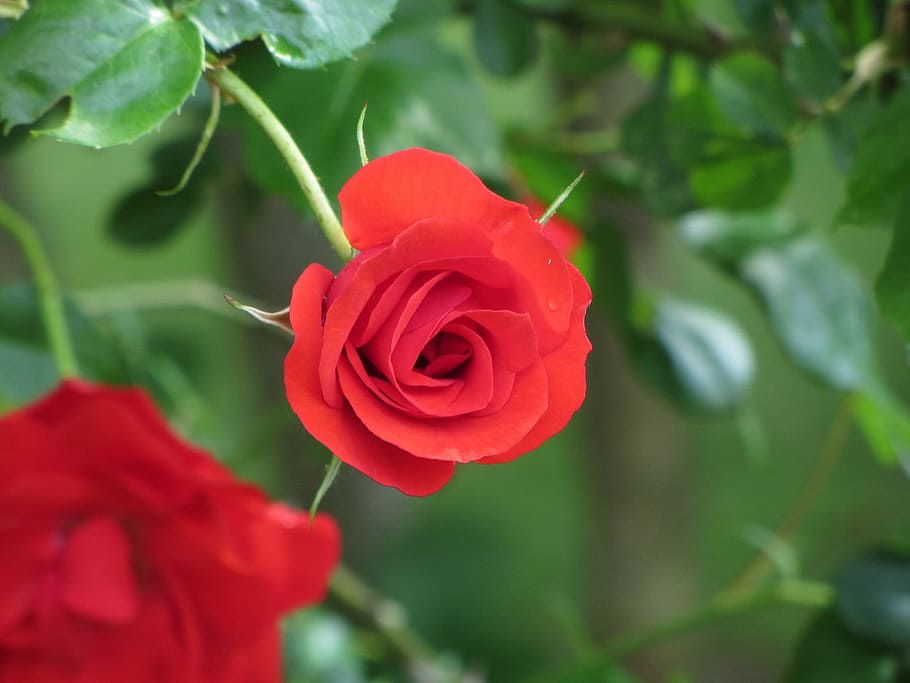 Flowers, Bloom, Branch, rose, mini rose, blossom, petal, fresh HD wallpaper