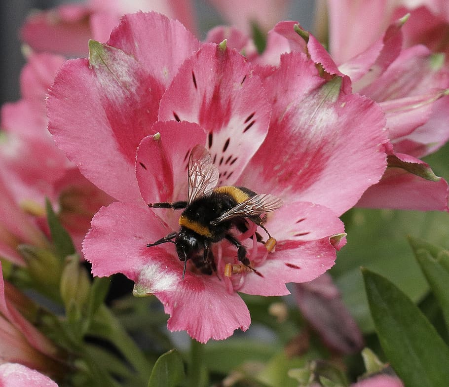flower, bee, nectar, flowering plant, petal, beauty in nature HD wallpaper