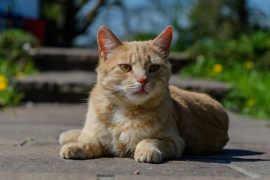 shallow focus photography of orange tabby cat, red, sun, red cat HD wallpaper