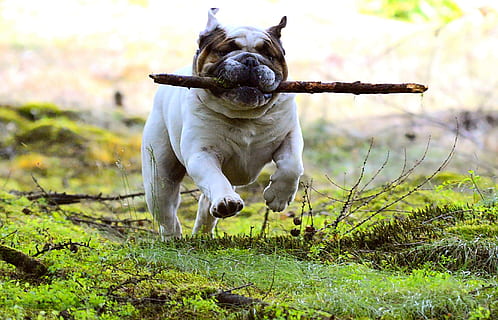 white and black long coated dog, pet, batons, fun, mammal, young dog HD wallpaper