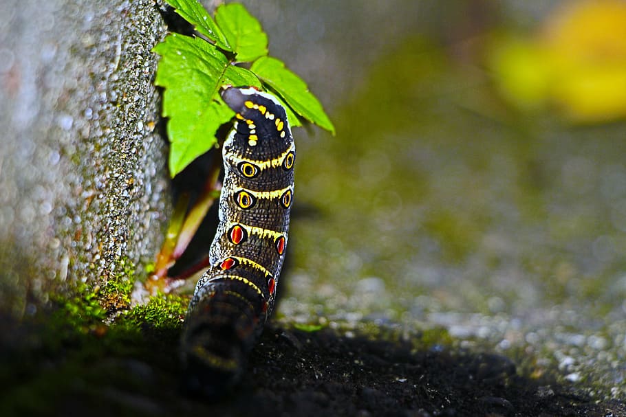 caterpillar, insect, wall, green sheet, meal, colorful, animal themes HD wallpaper