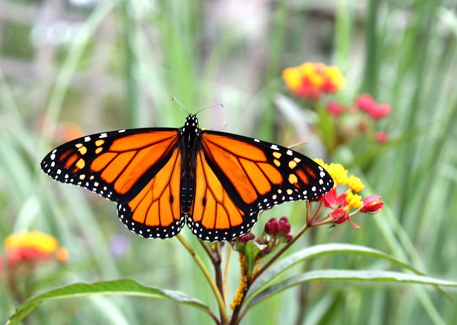 monarch butterfly, Fauna, Insects, Butterfly, Monarch, summer HD wallpaper