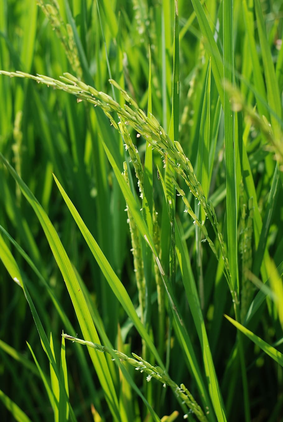 Рис зеленого цвета. Колосок риса. Рис злаковое растение. Рисовые колосья. Рис посевной.