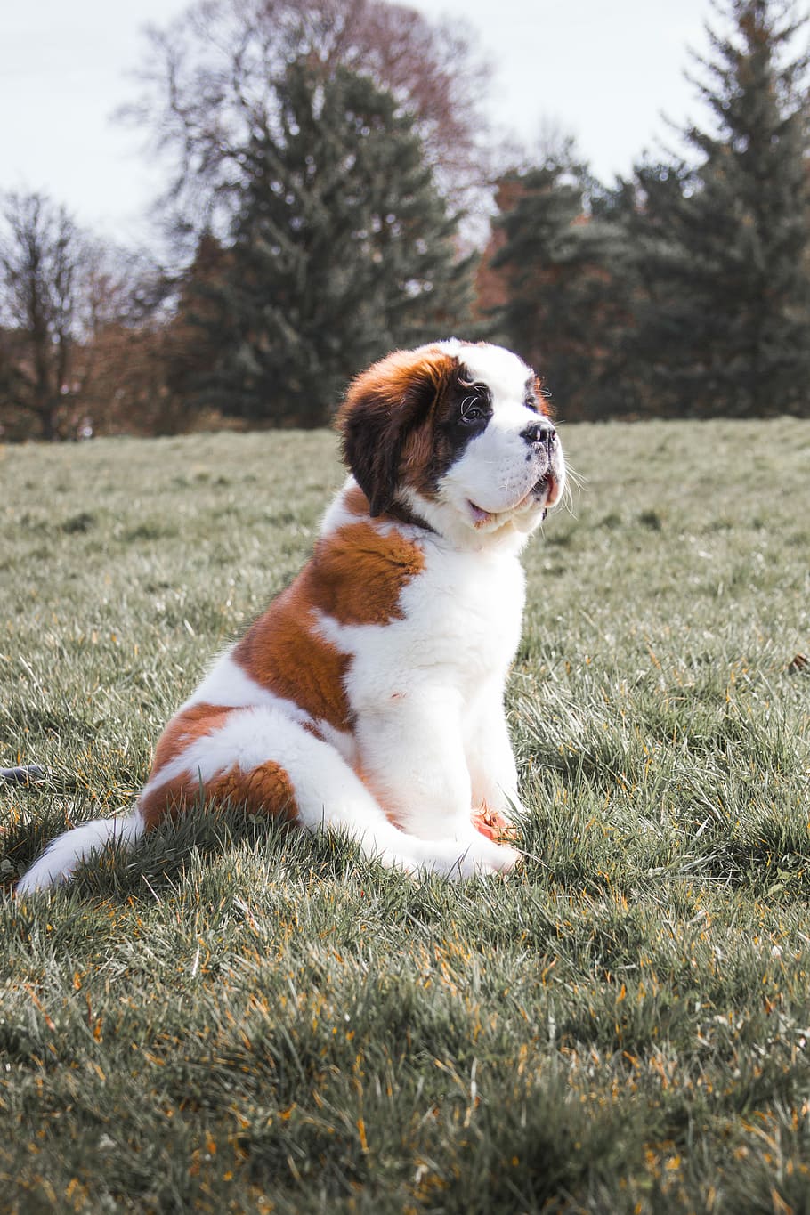 Our New Best Friend, reddish-white Saint Bernard puppy sitting on grass lawn, HD wallpaper
