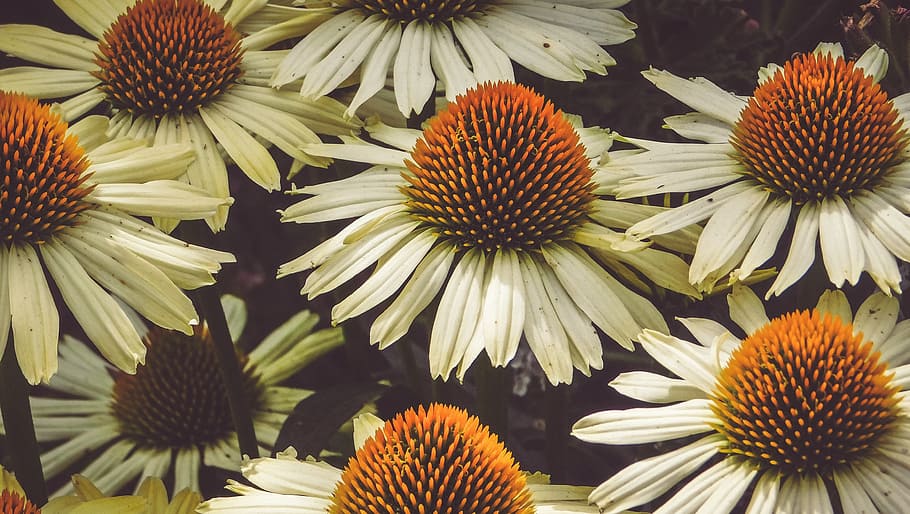 nature, floral, daisies, summer, bloom, flower, flowering plant HD wallpaper