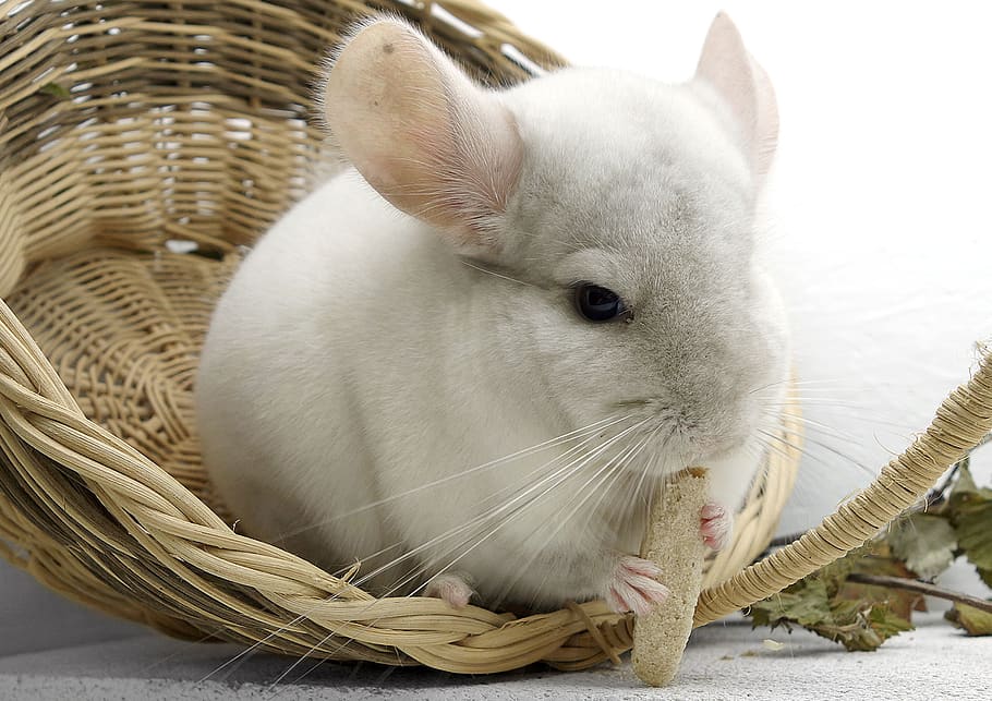 chinchilla, rodent, pet, fur, animal, nager, nature, cute, small animals, HD wallpaper