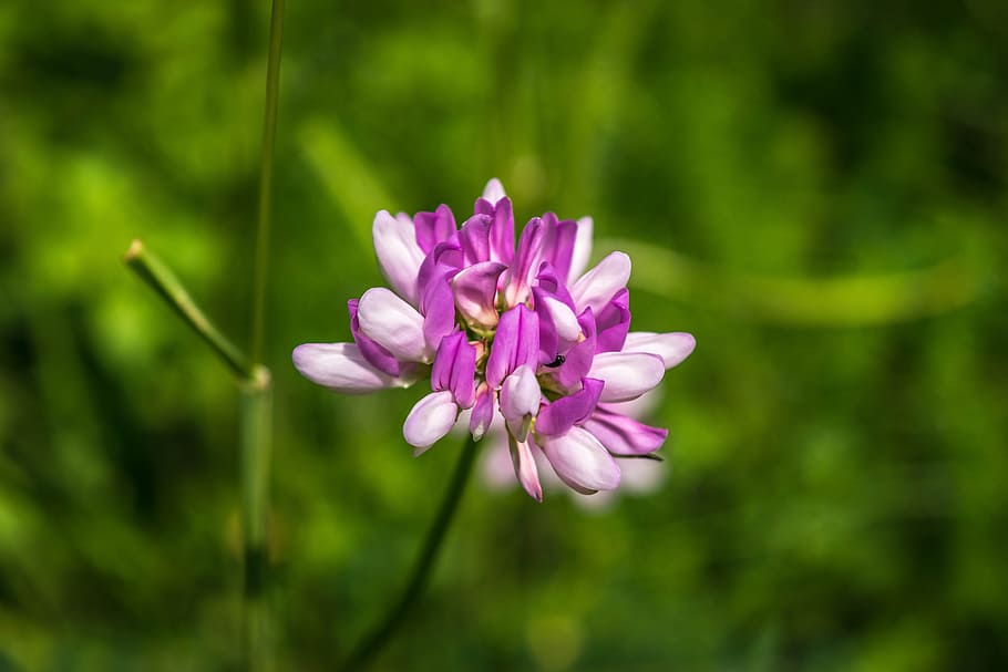 flower, blossom, bloom, white, purple, white violet, nature HD wallpaper